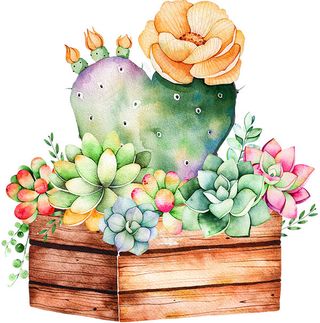 手绘多肉植物