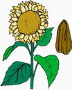 花朵鲜花_179eps,ai矢量模版下载