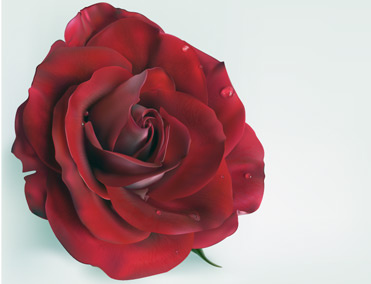 逼真的红玫瑰