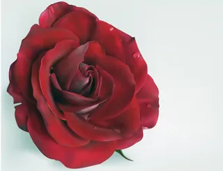 逼真的红玫瑰