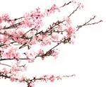 漂亮桃花psd模版下载
