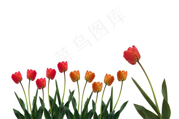 郁金香图片