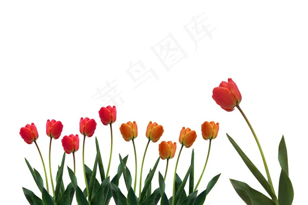 郁金香图片