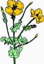 花朵鲜花_124eps,ai矢量模版下载