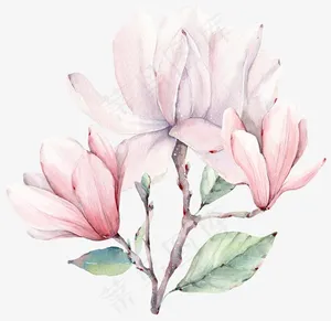 手绘粉色玉兰花