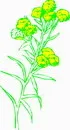 花朵鲜花_497eps,ai矢量模版下载