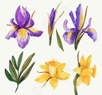 水彩绘花卉设计