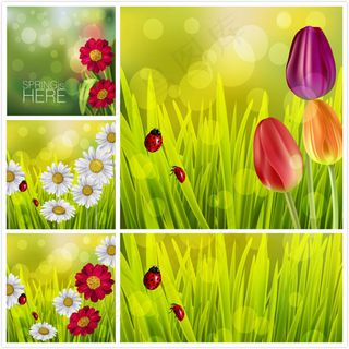 瓢虫与郁金香菊花