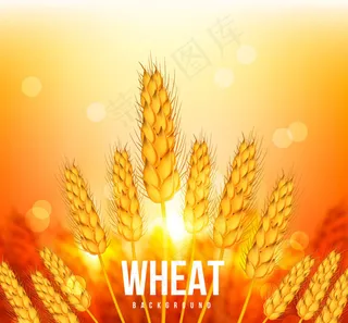 夕阳下的麦穗