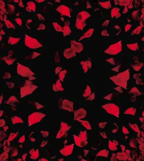 玫瑰花瓣 玫瑰花瓣