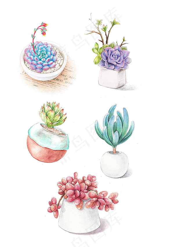 手绘多肉盆栽