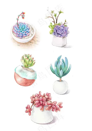 手绘多肉盆栽