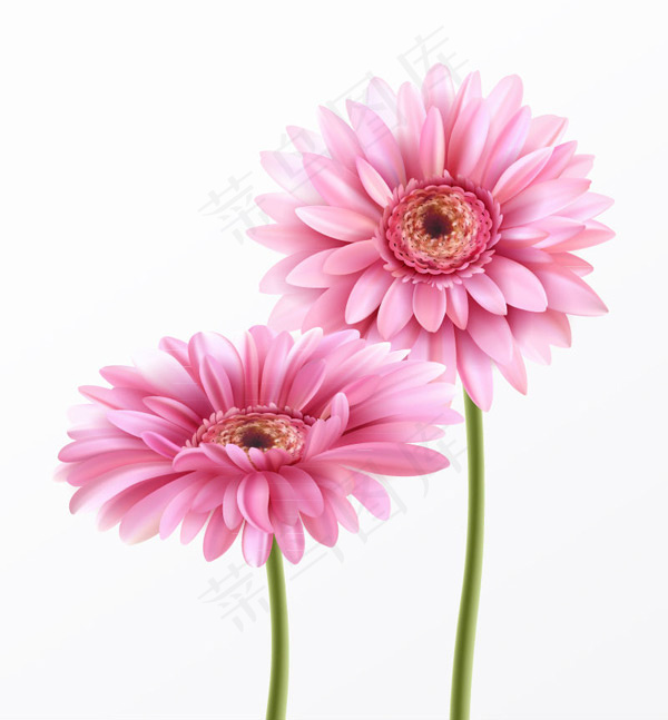 粉色非洲菊矢量