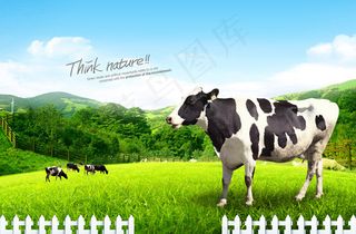 牧场奶牛