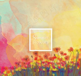 夏日罂粟花丛风景