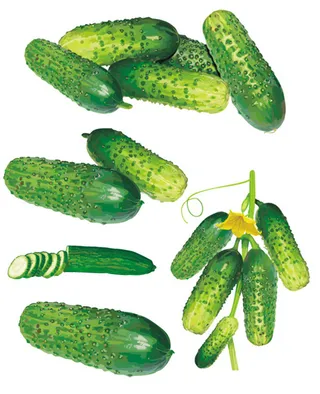 超写实黄瓜矢量