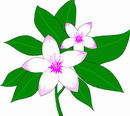 花朵鲜花_721eps,ai矢量模版下载