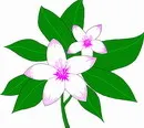 花朵鲜花_721eps,ai矢量模版下载