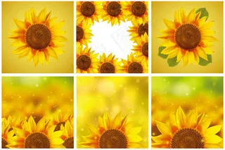 向日葵花朵矢量