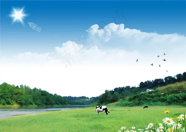 河边草地和奶牛