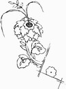 花朵鲜花_1155eps,ai矢量模版下载