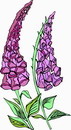 花朵鲜花_71eps,ai矢量模版下载
