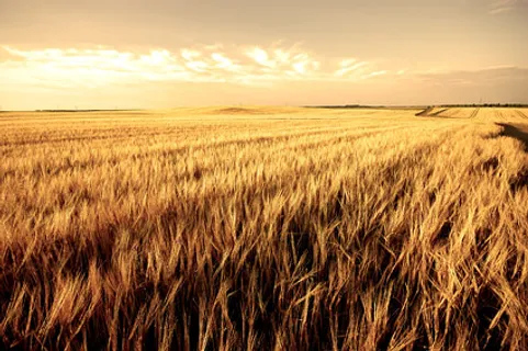 收获的季节 收获的季节