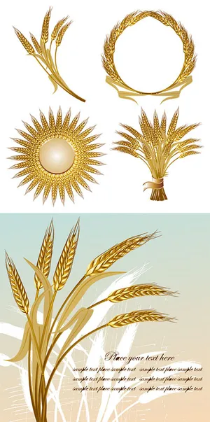 金色的小麦矢量