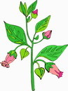 花朵鲜花_312eps,ai矢量模版下载
