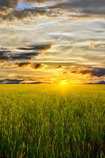 田野夕阳西下 田野夕阳西下