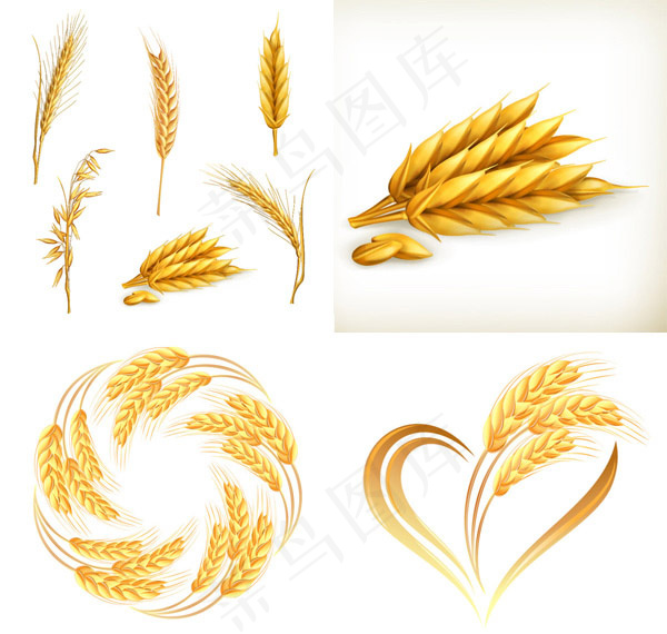 小麦矢量素材