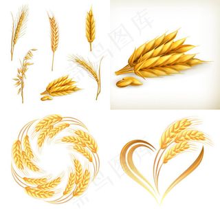 小麦矢量素材