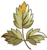 PSD精美花纹_6psd模版下载