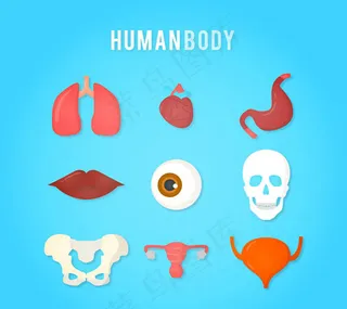 人体器官图标,免抠元素