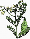花朵鲜花_28eps,ai矢量模版下载
