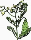 花朵鲜花_28eps,ai矢量模版下载