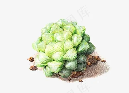 手绘玉露 手绘玉露