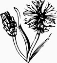 花朵鲜花_1166eps,ai矢量模版下载