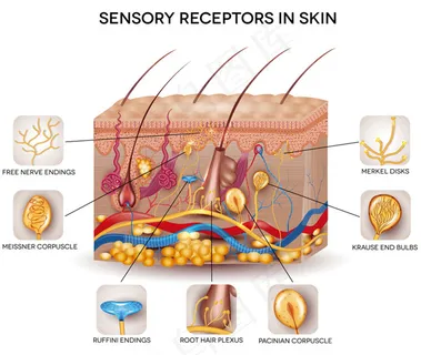 皮肤组织和结构