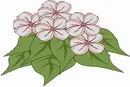 花朵鲜花_39eps,ai矢量模版下载