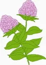 花朵鲜花_52eps,ai矢量模版下载