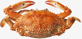 金秋螃蟹