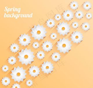 春天白色花卉背景