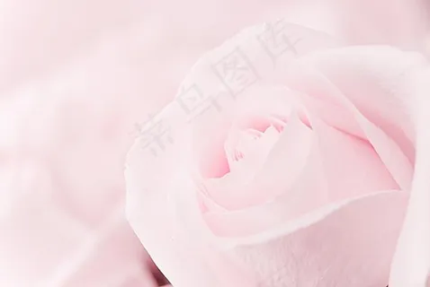 玫瑰花特写 玫瑰花特写