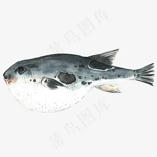 水彩河豚