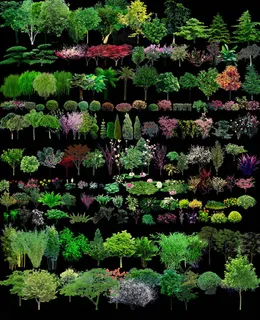 各种园林绿色树木