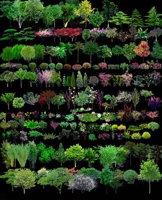 各种园林绿色树木