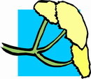 花朵鲜花_887eps,ai矢量模版下载