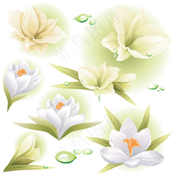 白色鲜艳的花朵eps,ai矢量模版下载