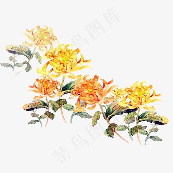 水彩菊花朵
